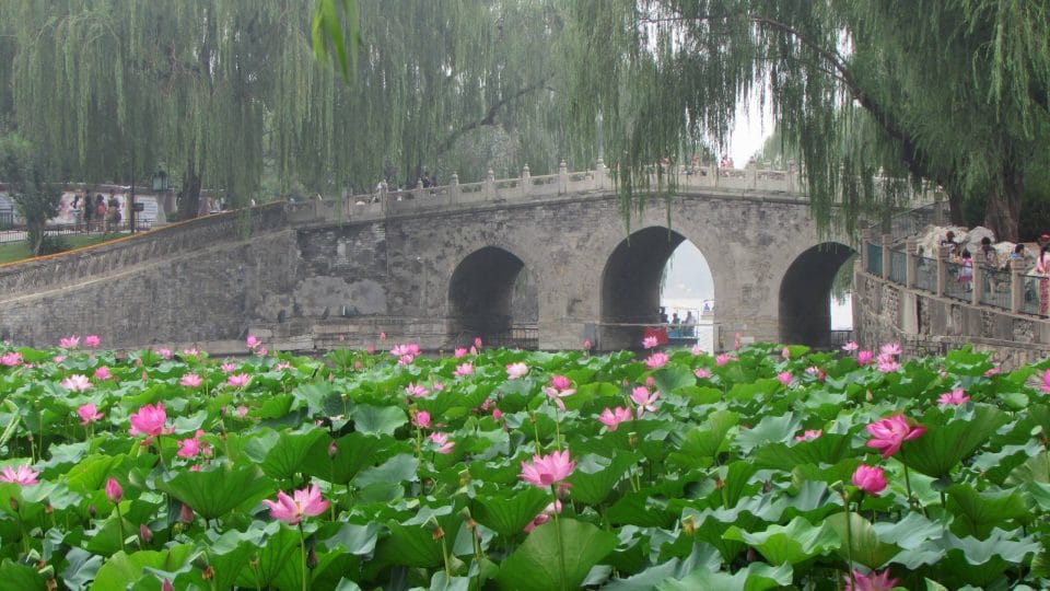 Beihai Park bridge, willows och pink lotus i Peking, Kina