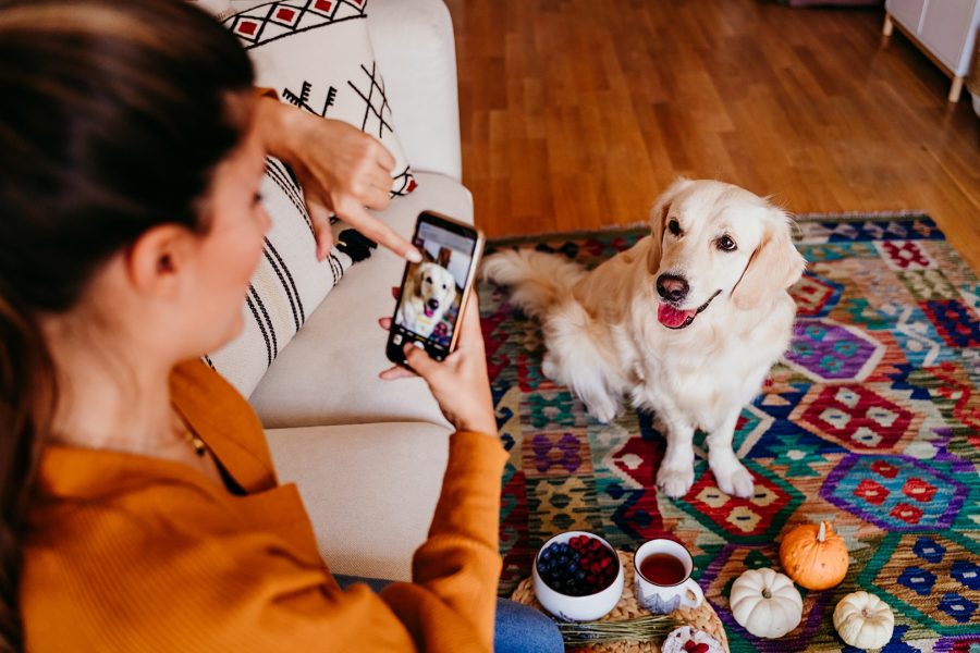 Young woman taking a picture of her golden retriever dog with a mobile phone inside at home.